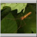 Tetragnatha montana - Streckerspinne 02.jpg